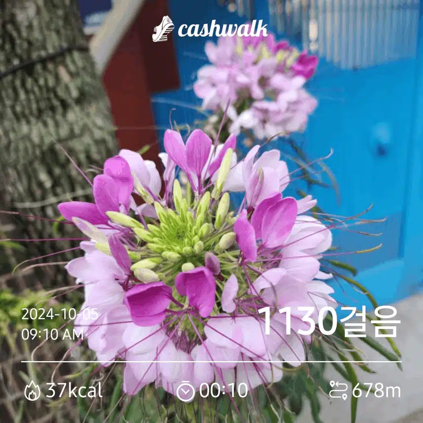 주변 산책 하다보니 아름다운 꽃들이 줄줄