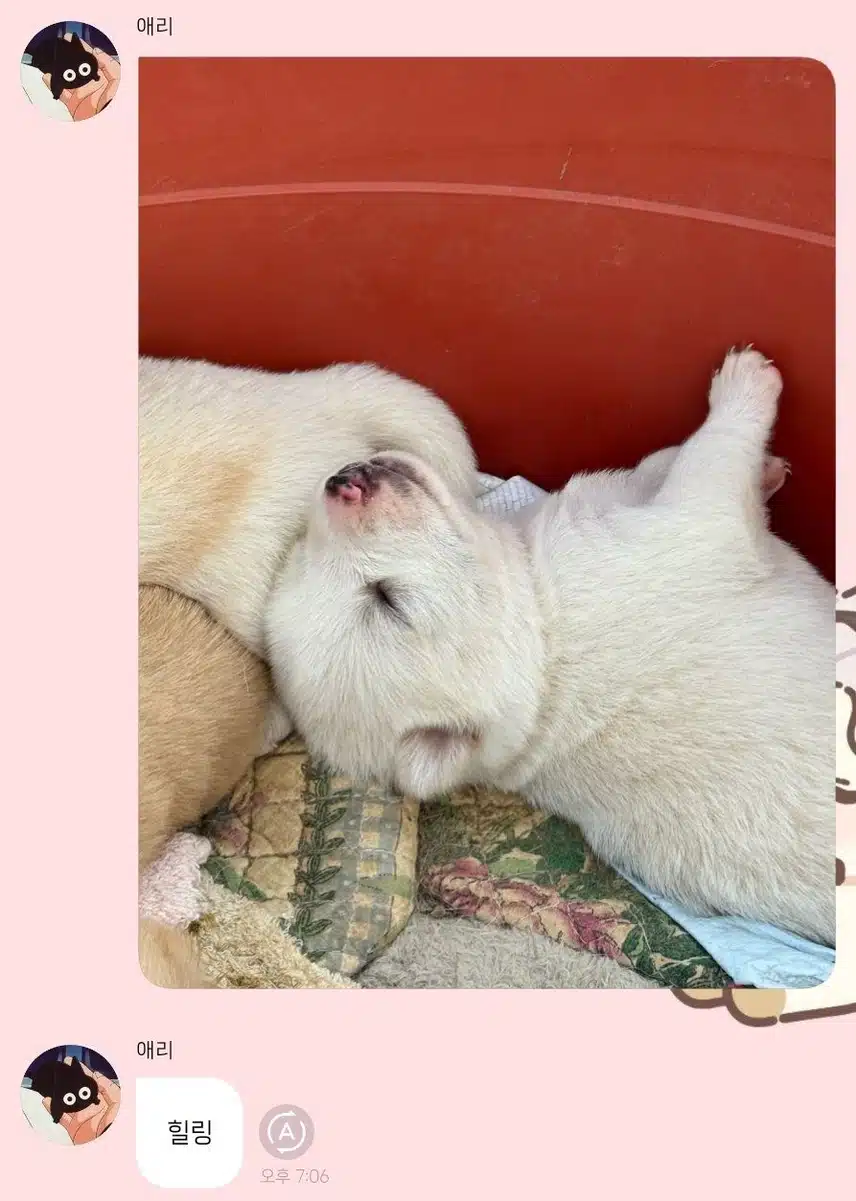 마이들 힐링 제대로 시켜주는 지젤🖤시골풍경
