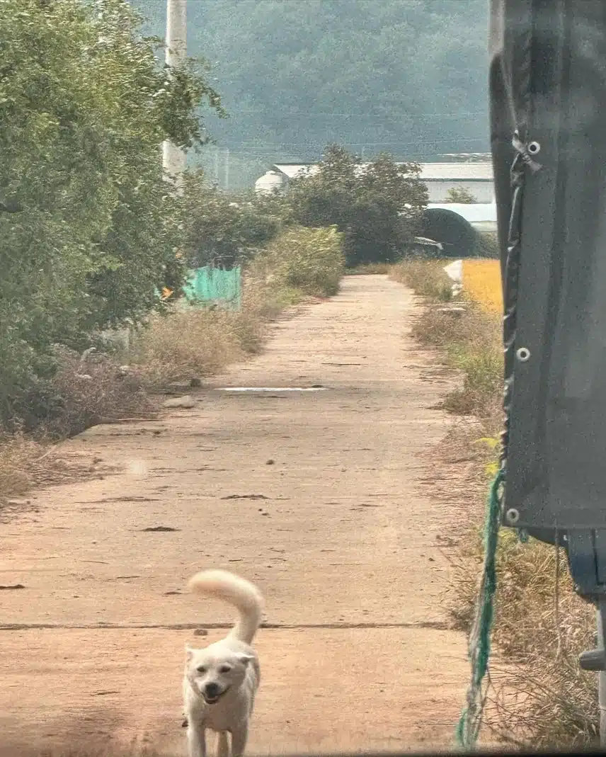 애리 인스타 업데이트 🥹귀여운 강쥐까지