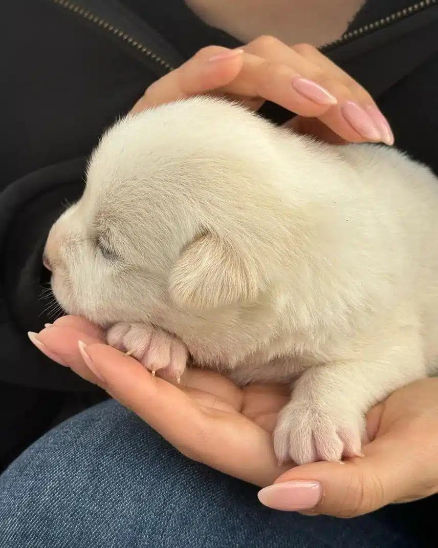 애리 인스타 업데이트 🥹귀여운 강쥐까지