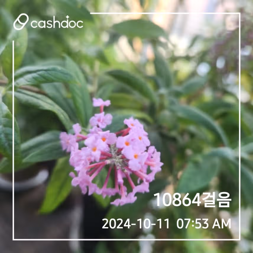 만보걷기 