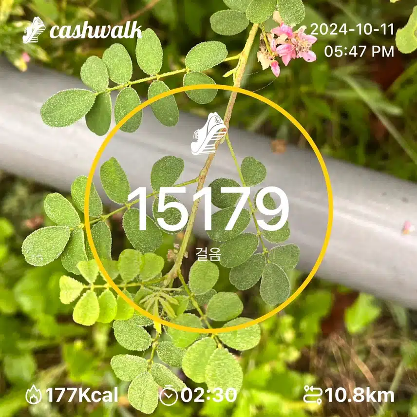 금요일 만보걷기 🌿만오천보