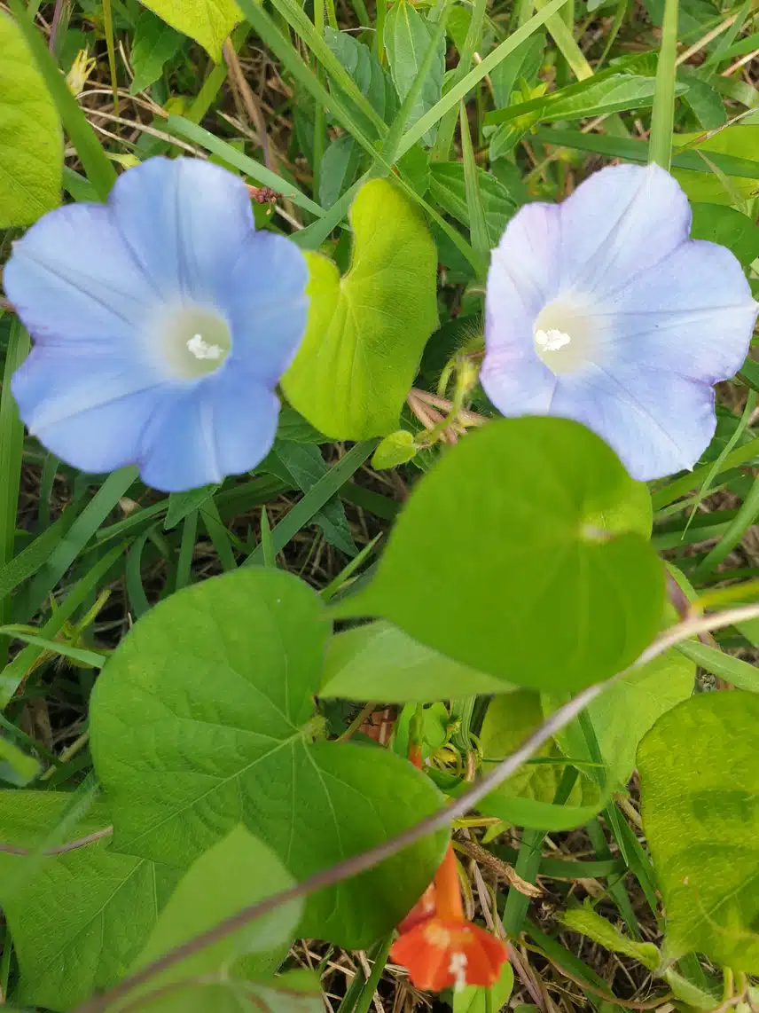 산책길의 만남