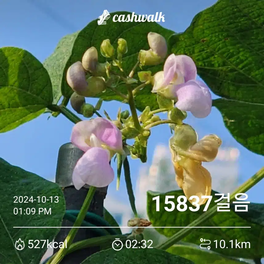 오전에 1만5천보 걸었어요 ~