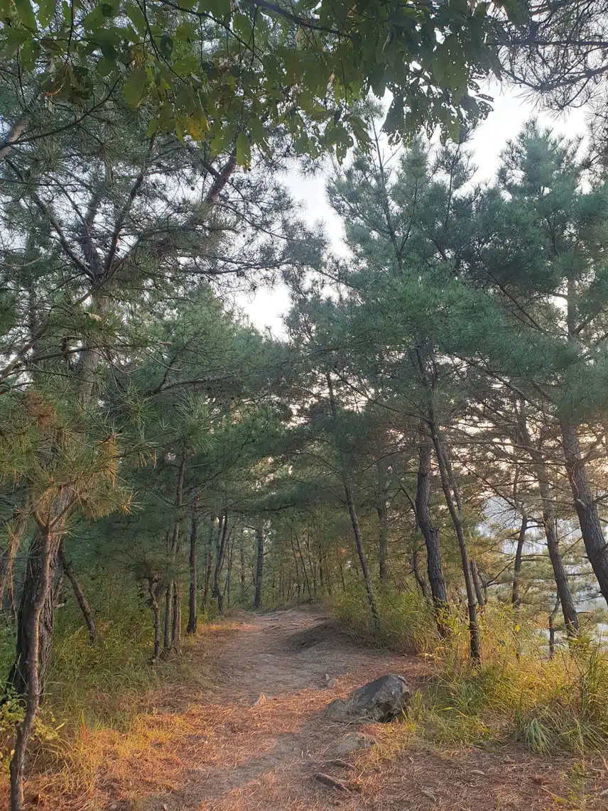 가을 숲