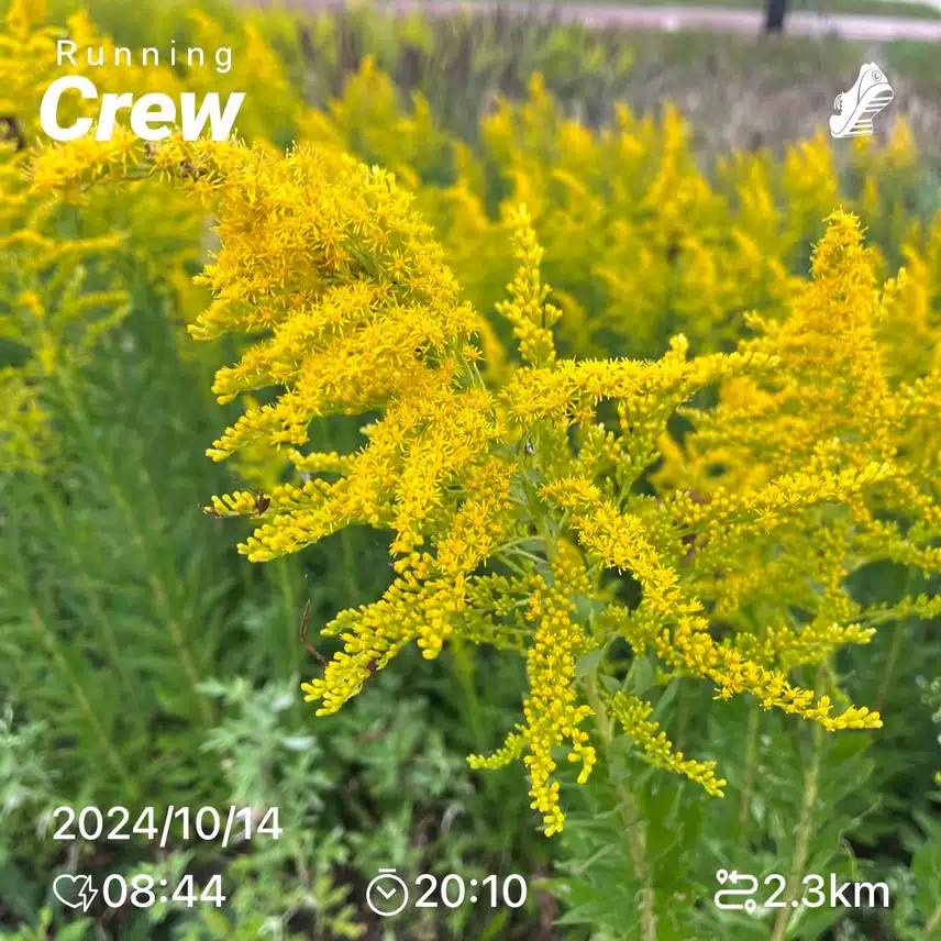모닝 러닝크루 🌼