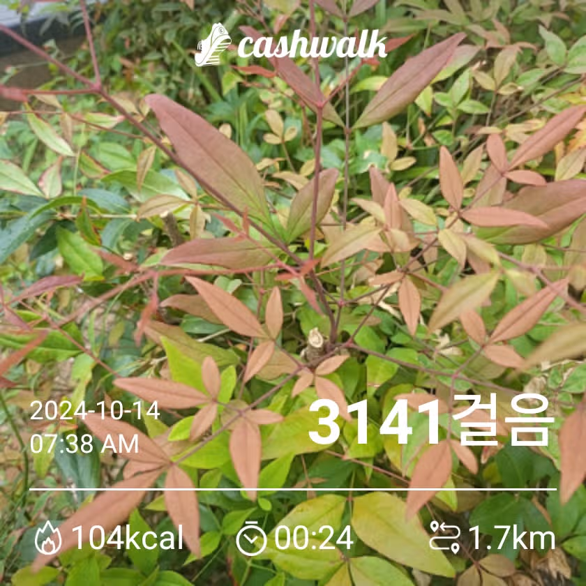 아침 식후 산책 ㅡ 3천보걷기 