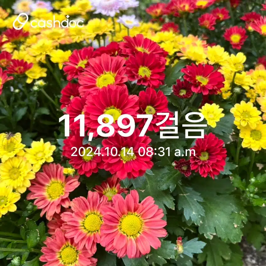 오전 만보 🌼