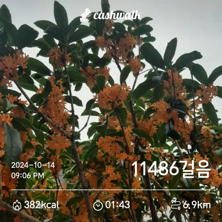 만보걸었어요