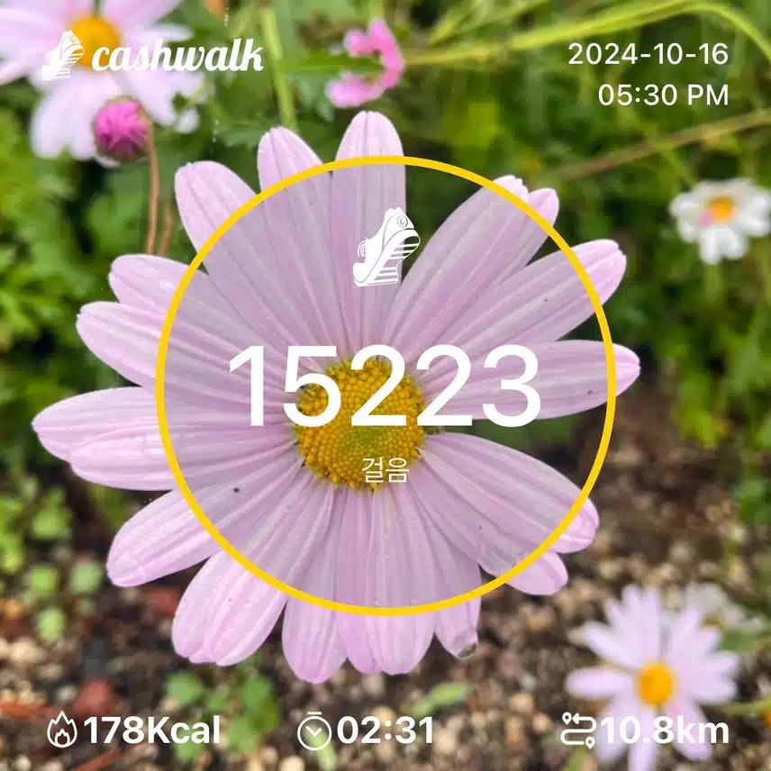 수요일 만보걷기 🌸만오천보