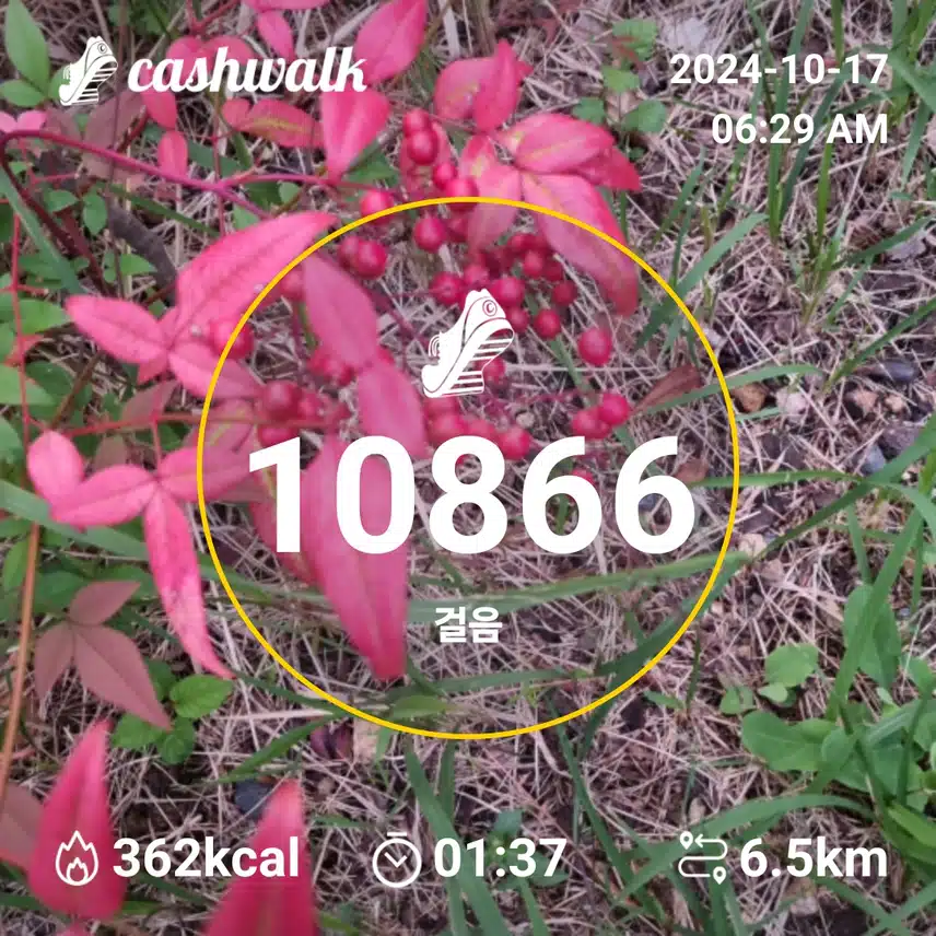     새벽운동