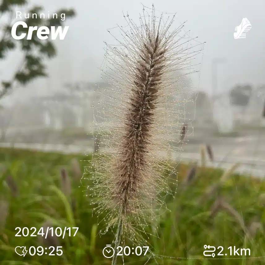 안개속 러닝크루 🌫️