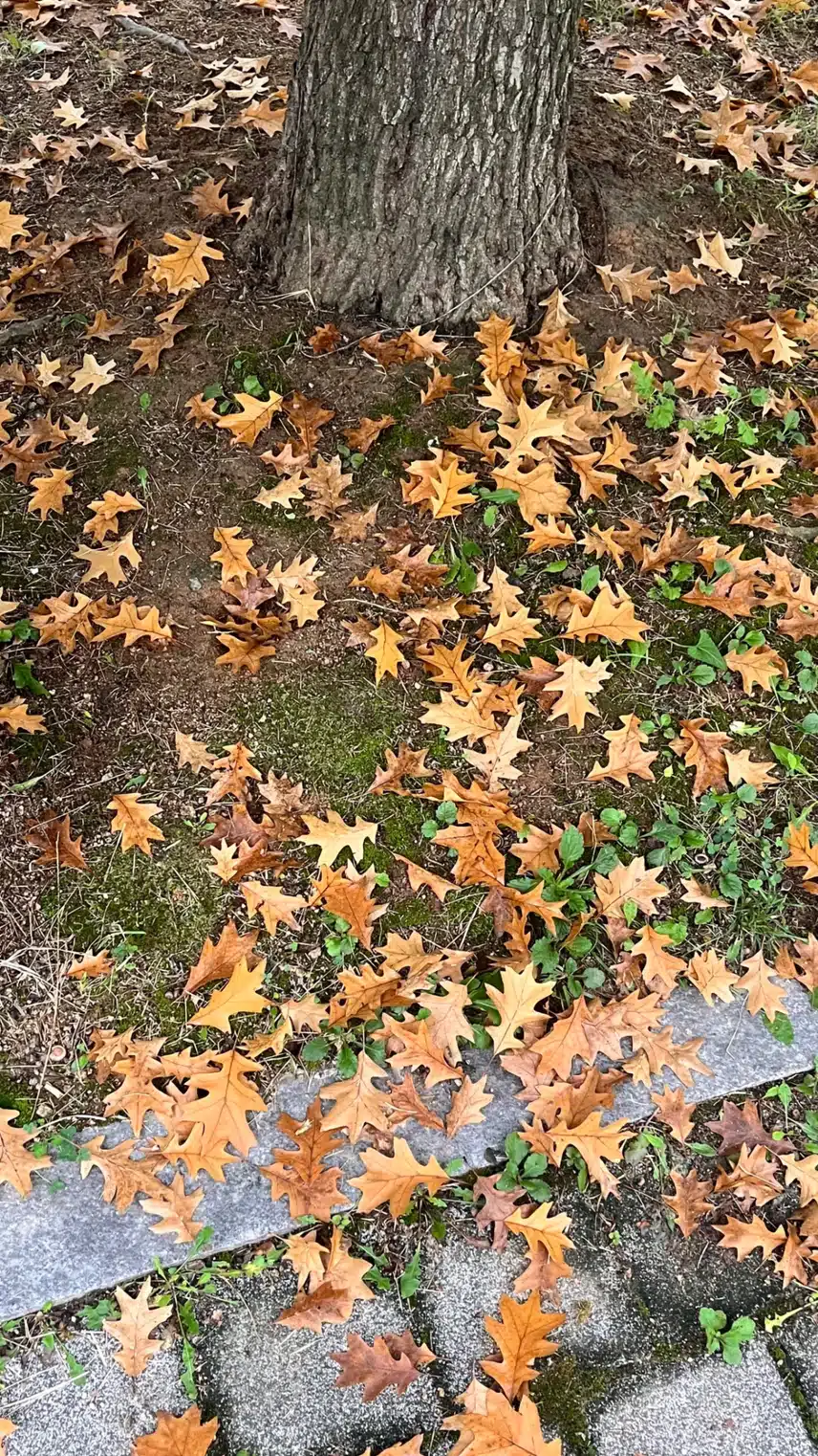 육천보 걷기🍂