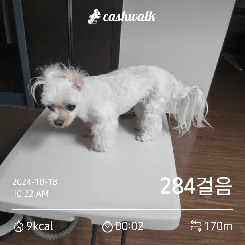로니도 미용을 해야겠네요. ㅋㅋ 이제 로니차례네요