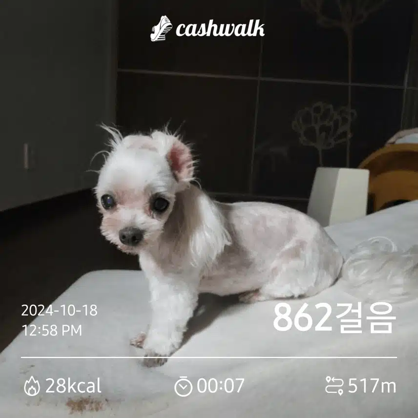 로니도 미용을 해야겠네요. ㅋㅋ 이제 로니차례네요