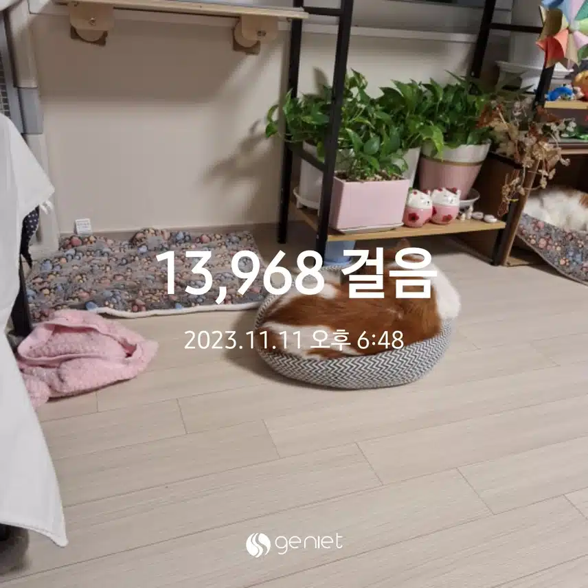노견의 겨울