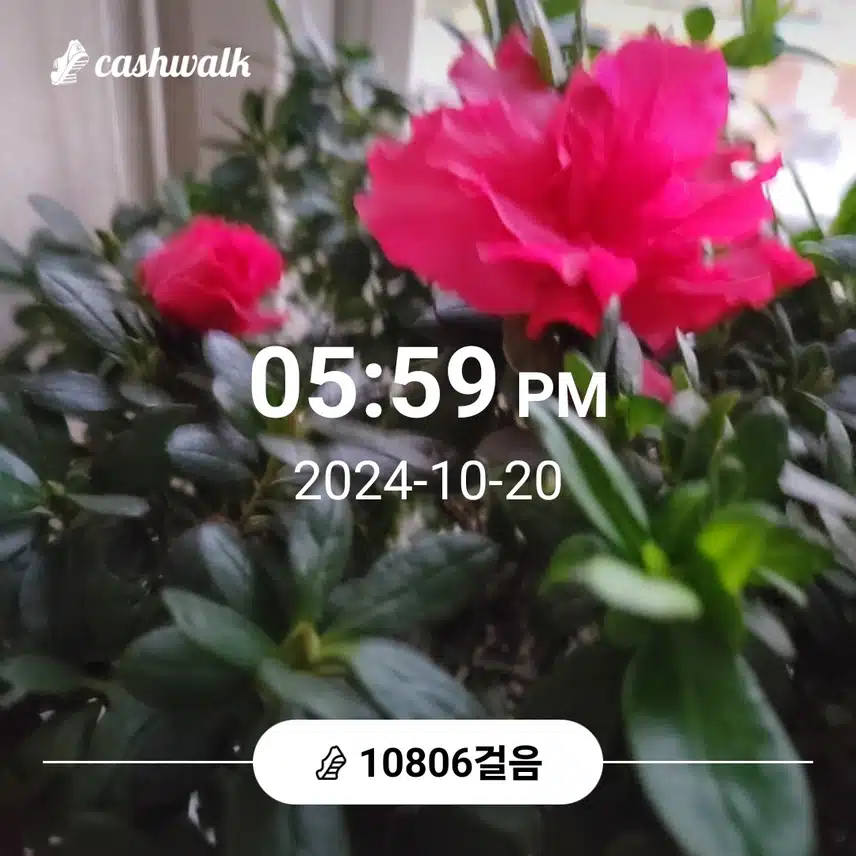 만보걷기운동 완료 