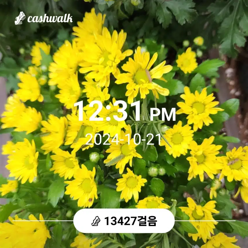 건강한삶 13천보 걸었어요 