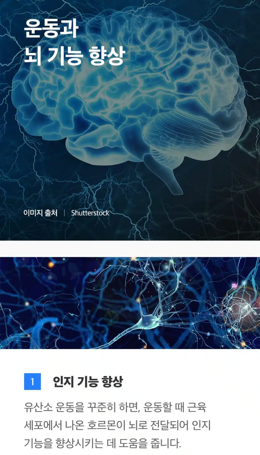 신체 운동이 정말로 뇌 기능 향상에 도움이 될까요?