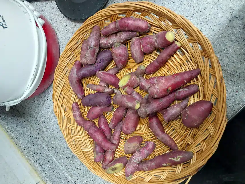 고구마