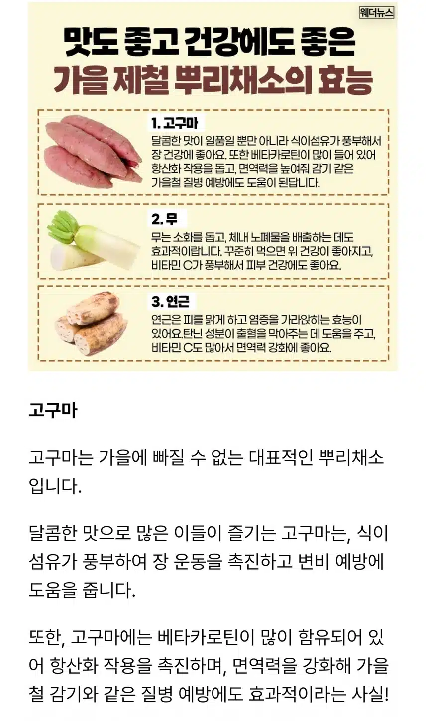 가을철 건강에 좋은 뿌리 채소를 찾아서🍠🍠
