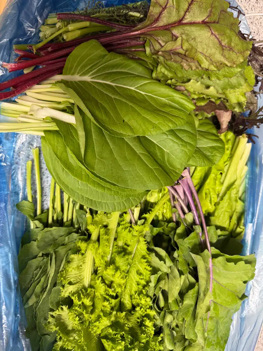 순창 모듬 유기농 쌈채소 800g