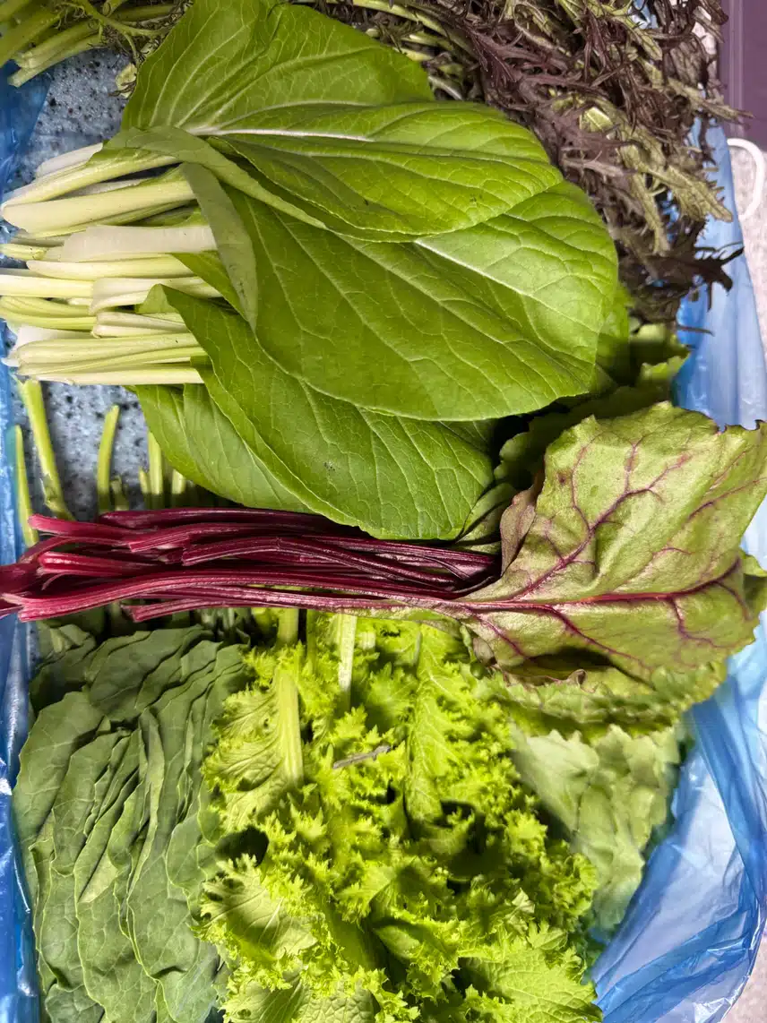 순창 모듬 유기농 쌈채소 800g