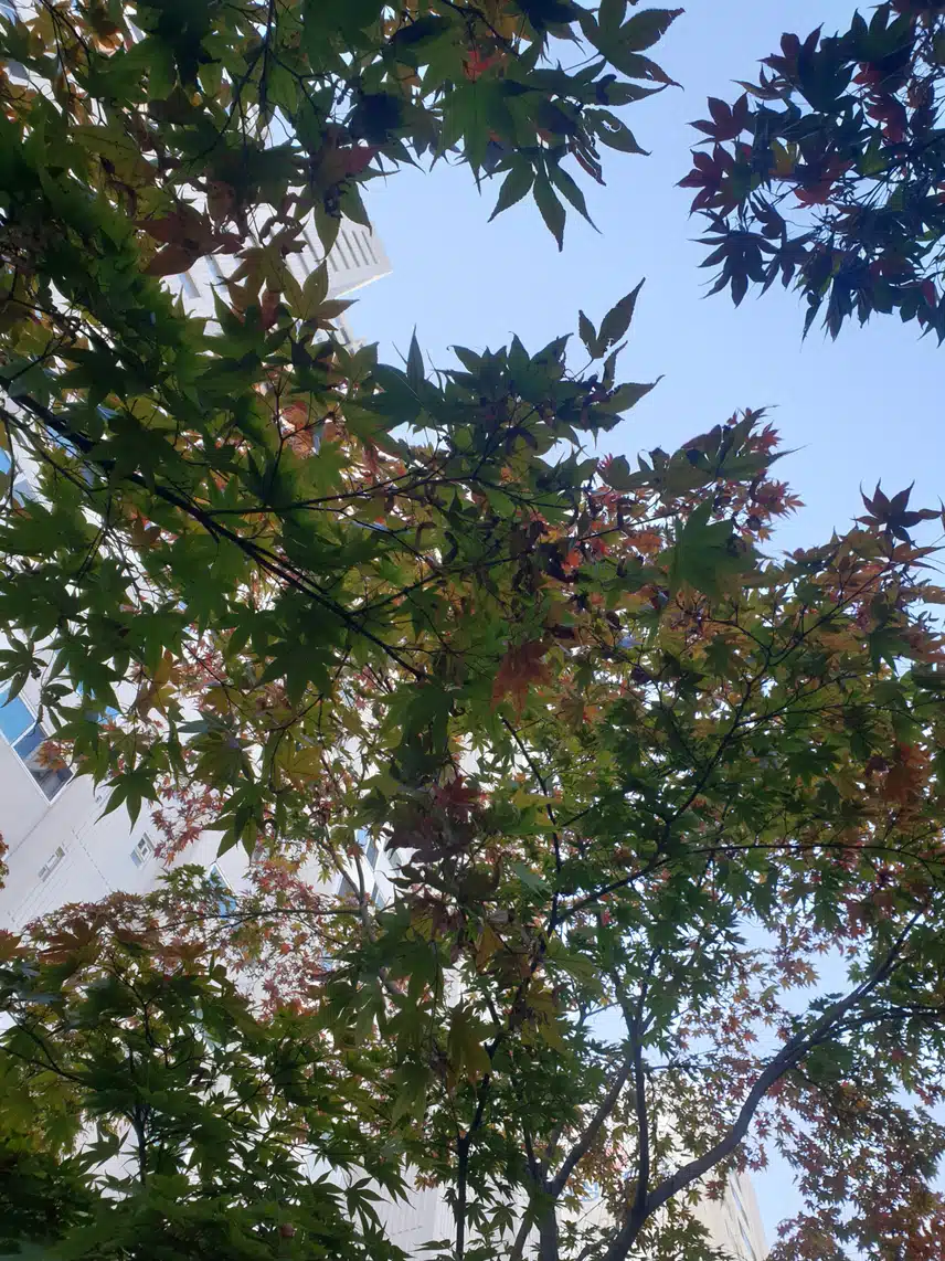 창공이 빛나던 날