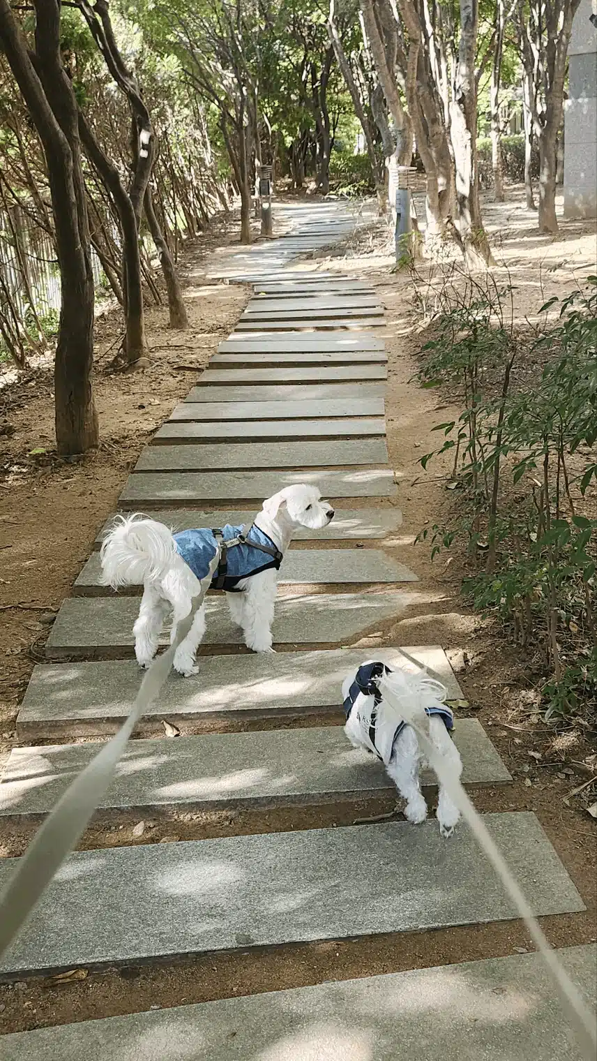 산으로 오늘은 산책나자자!