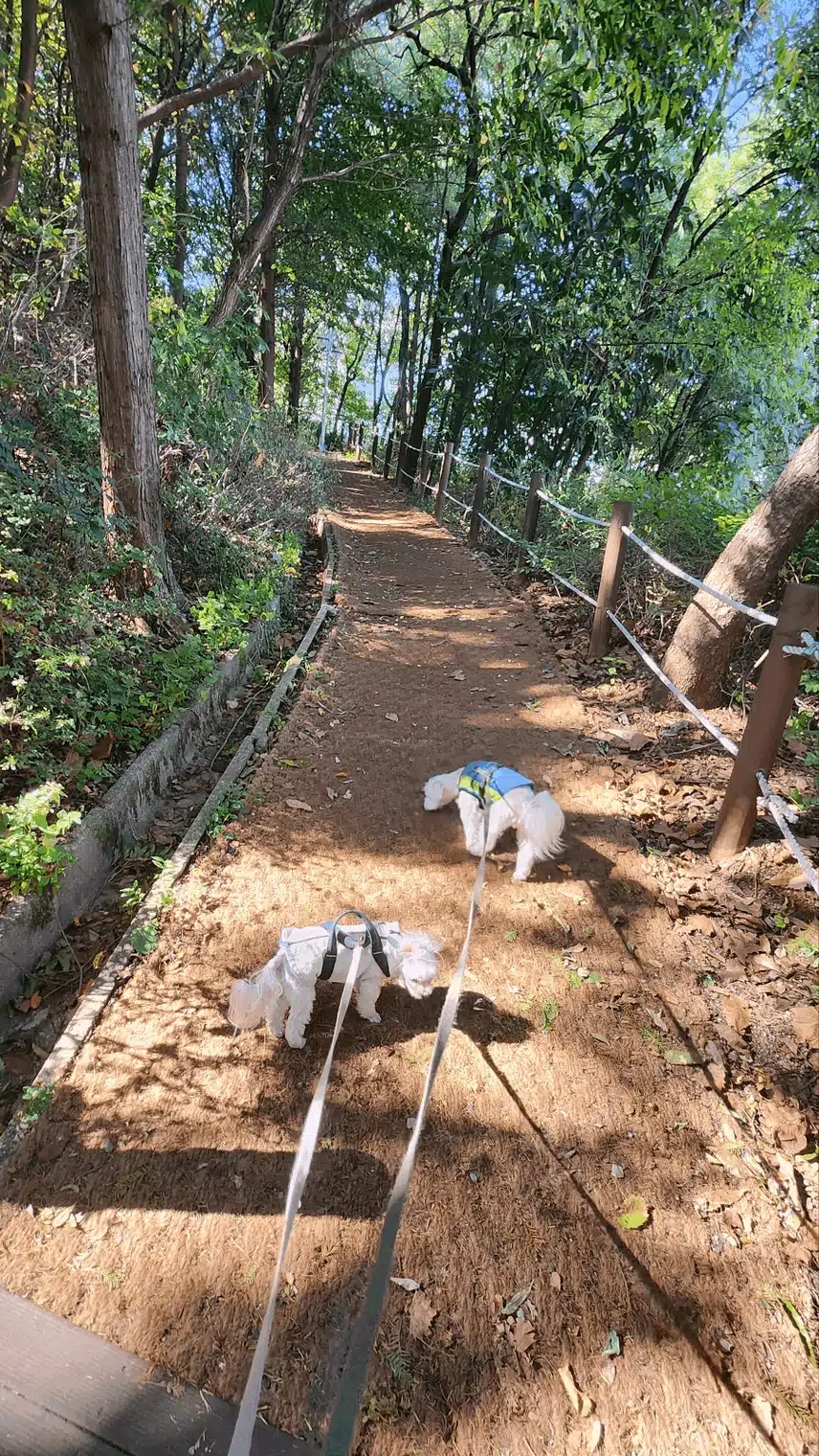 산으로 오늘은 산책나자자!