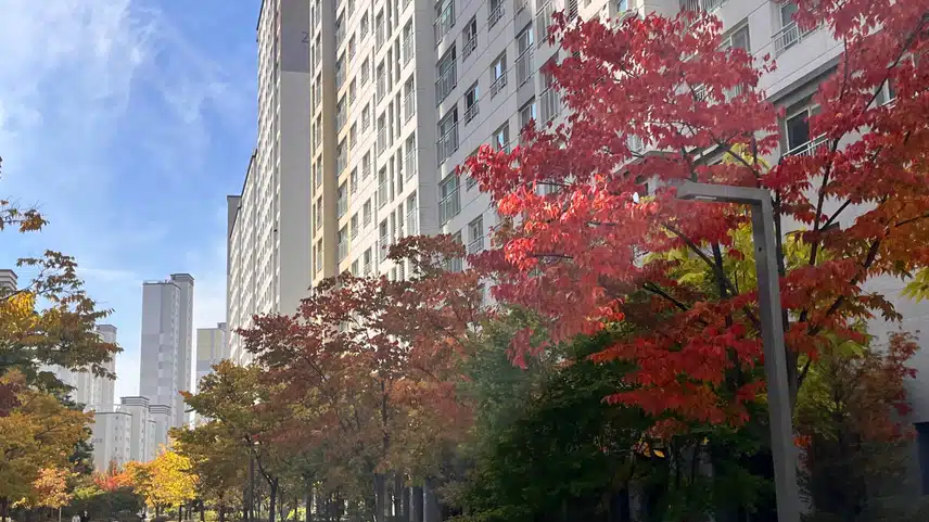  거리에 아파트 단지 단풍 🍁