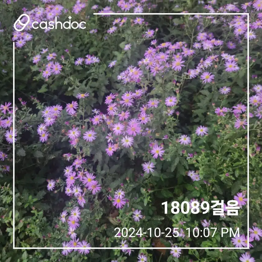 금요일 만팔천보 