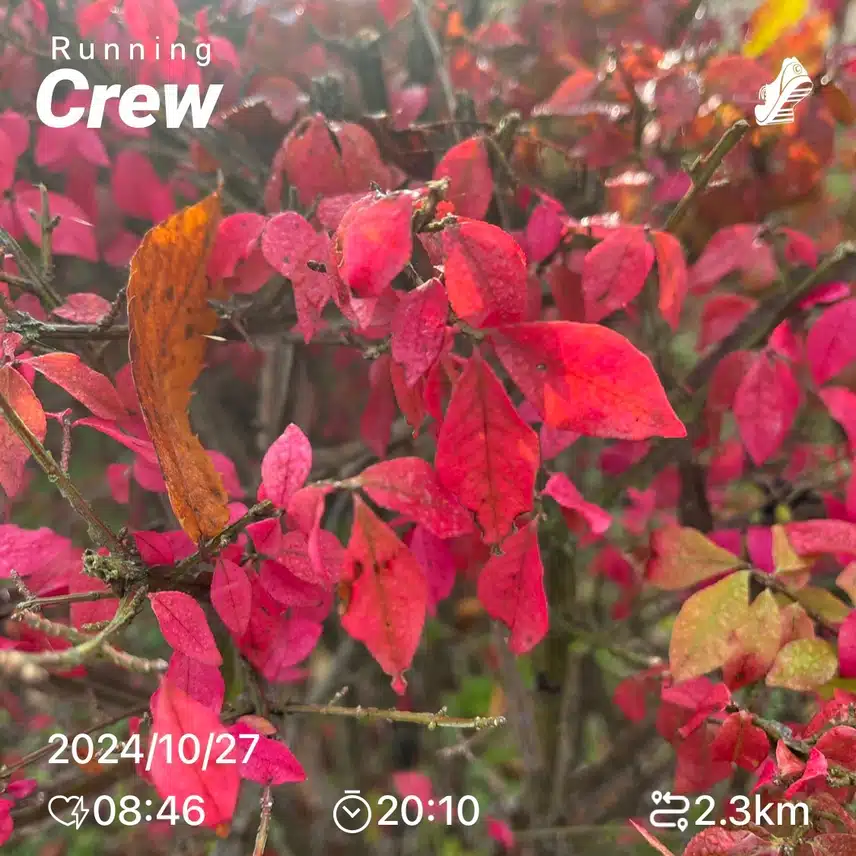 모닝 러닝크루 🍁