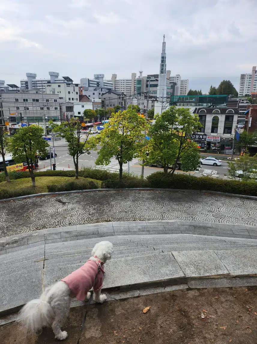 댕댕이랑 만보완료
