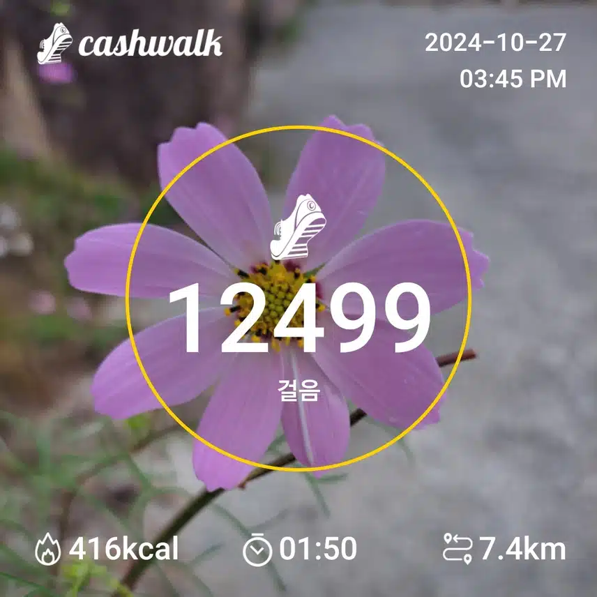 맙보