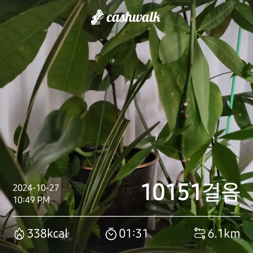 오늘 10.000보를 늦은시간에 인증하네요.
