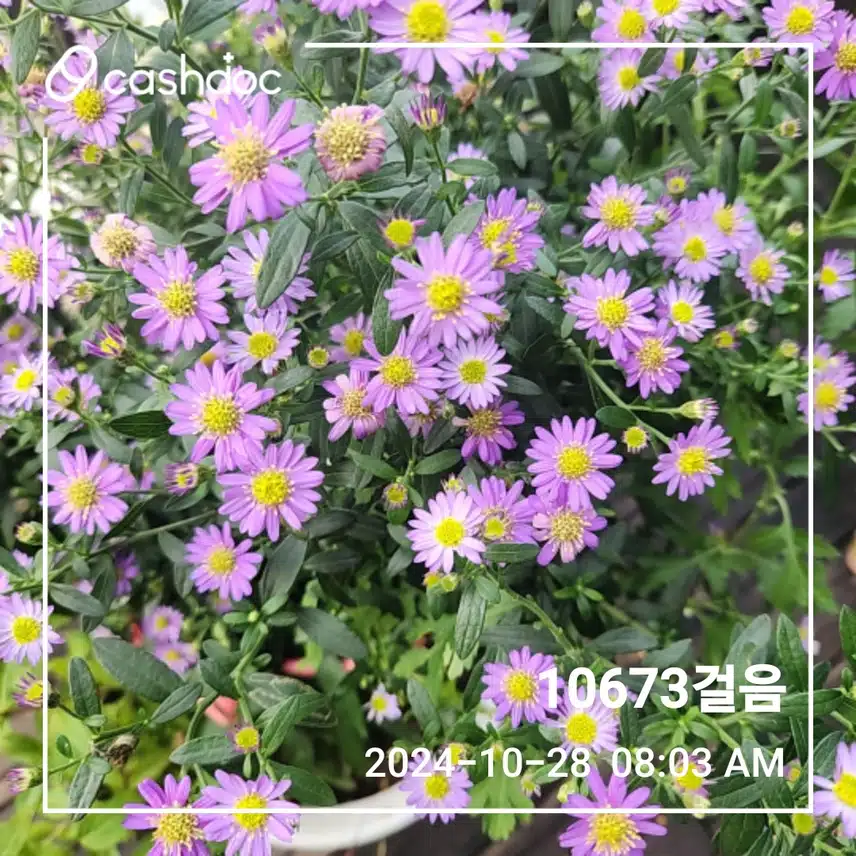 아침만보 