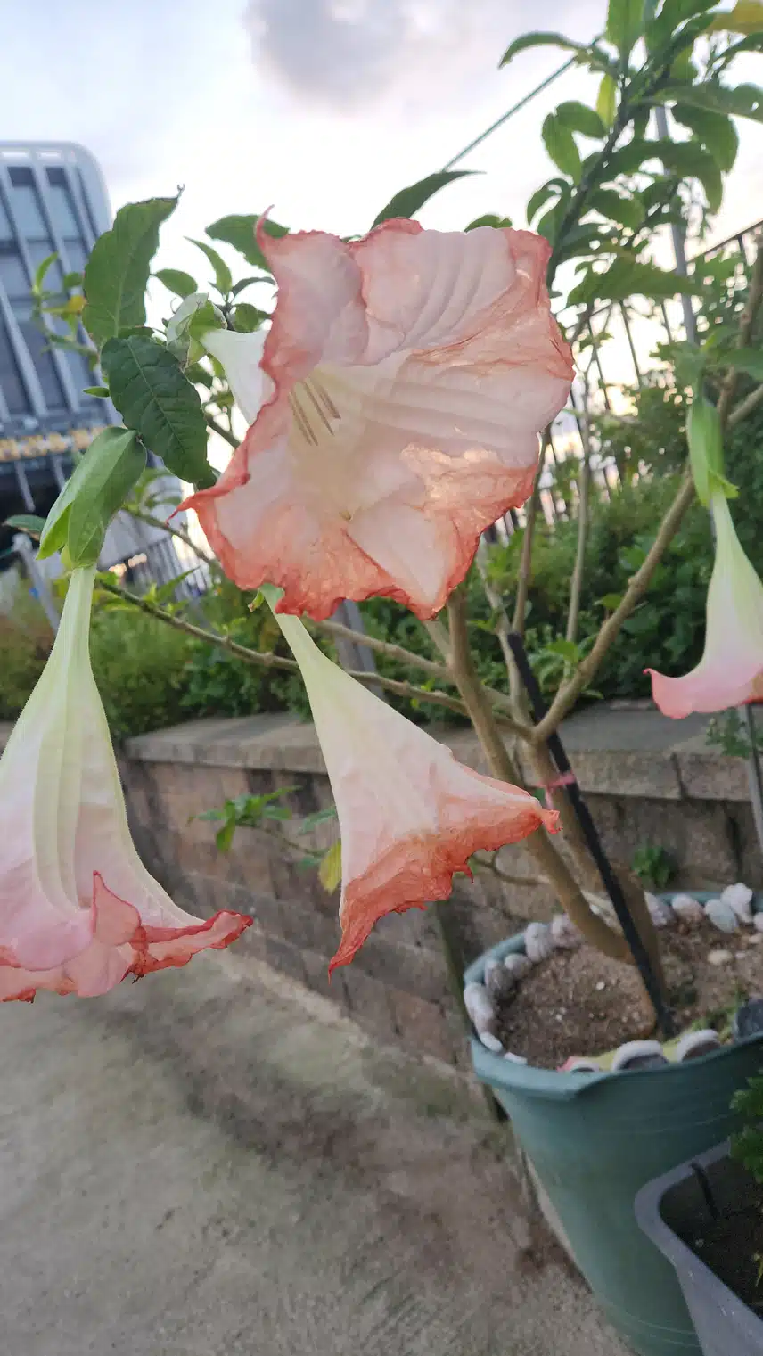 만보걷기 