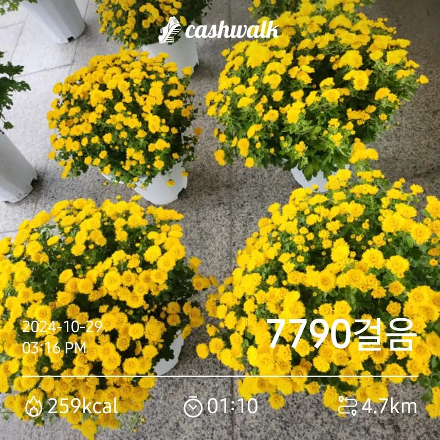 7.000보 인증하네요