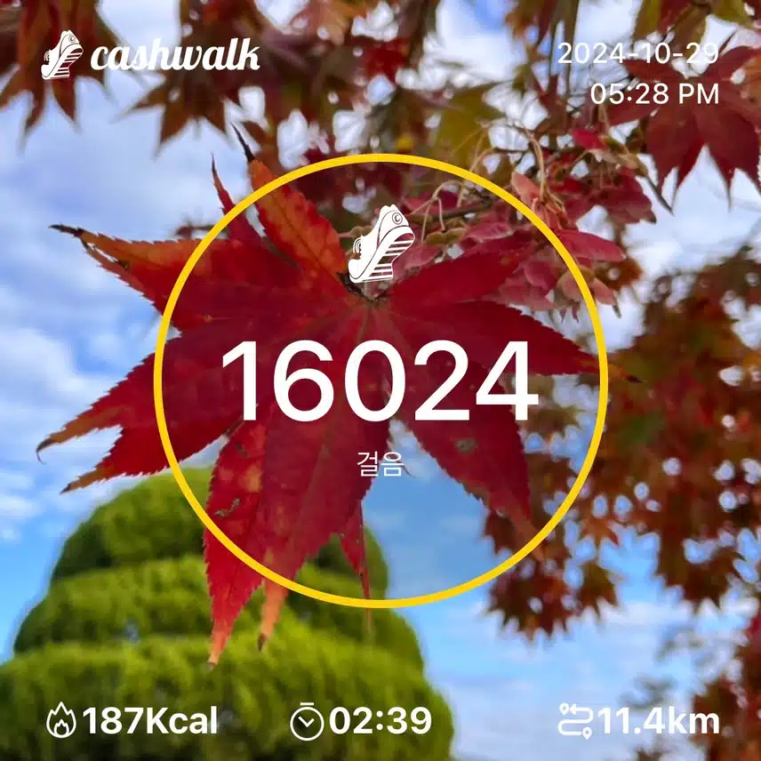 화요일 만보걷기 🍁만육천보