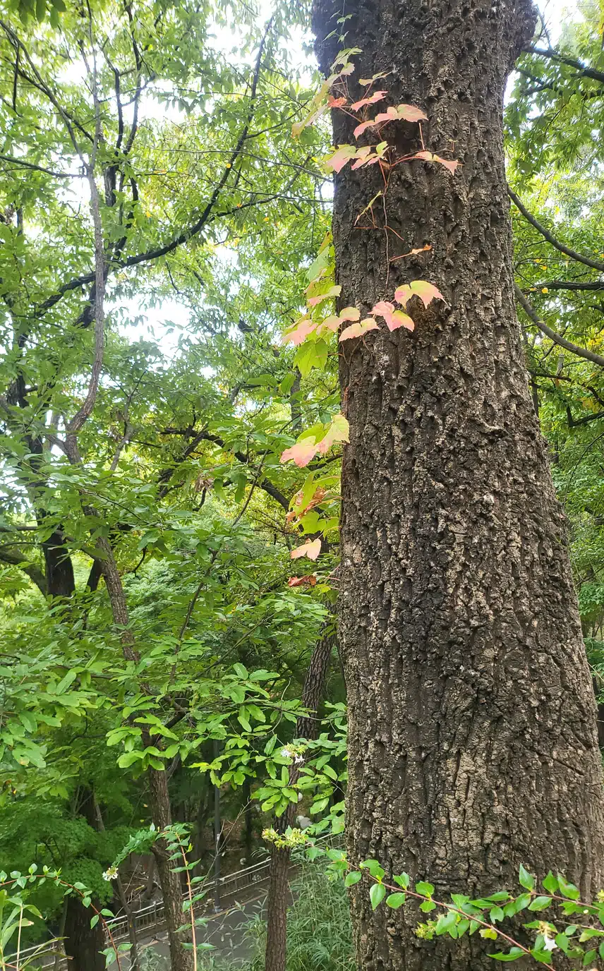 계단오르기 호흡이 다르네요