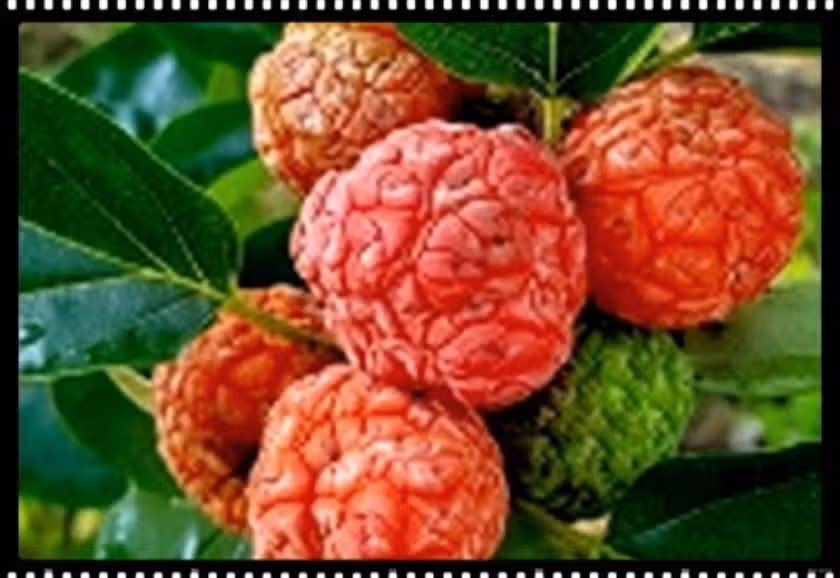 꾸지뽕 한 봉지 마시네요.