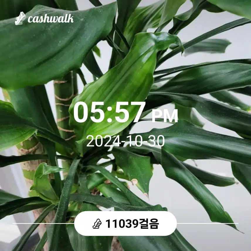 만천보 걸었어요 