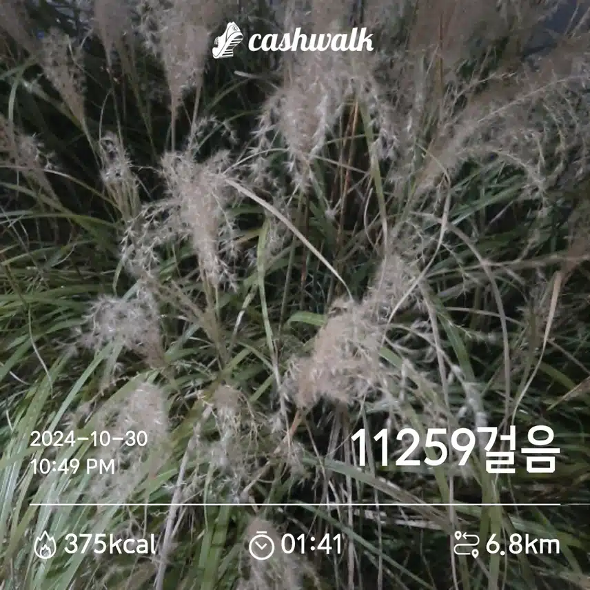 오늘도 만보요