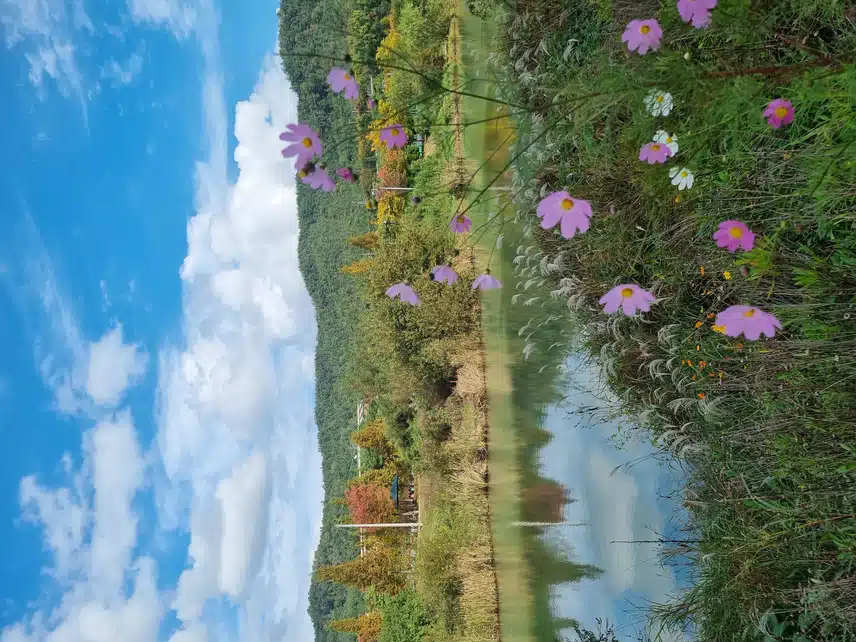 점심은 코다리조림