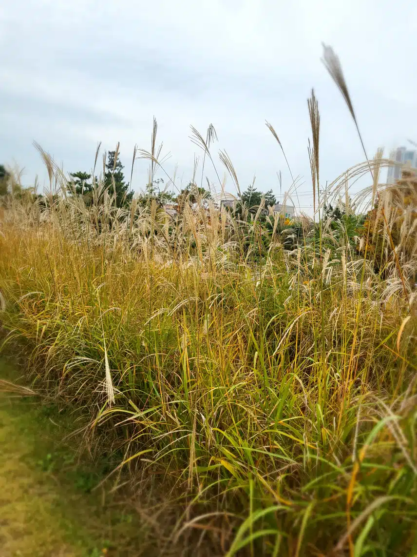 러닝 인증