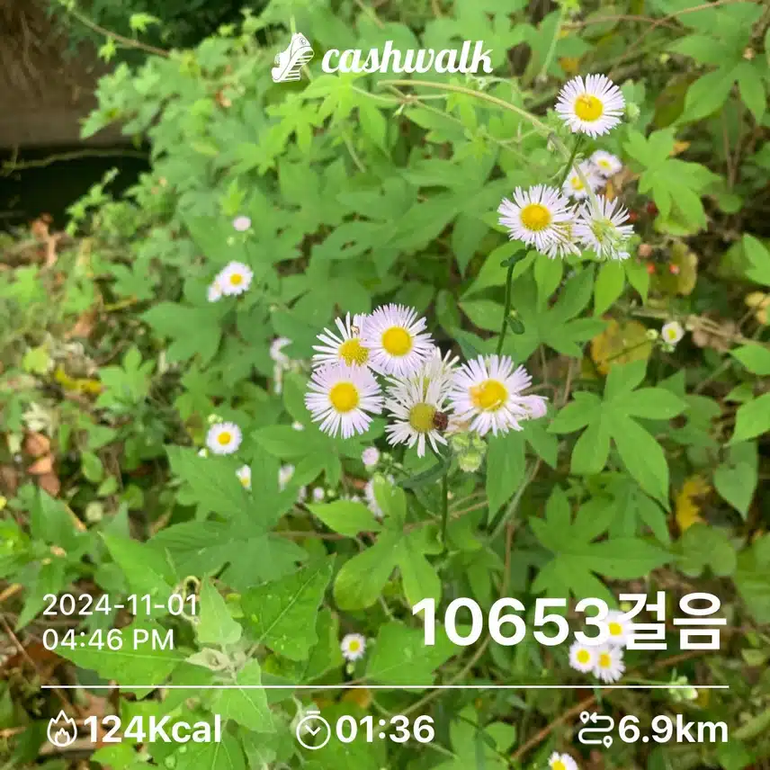 만보 걷기 인증