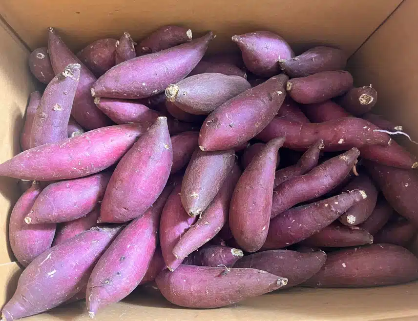 세척 🍠 고구마 도착