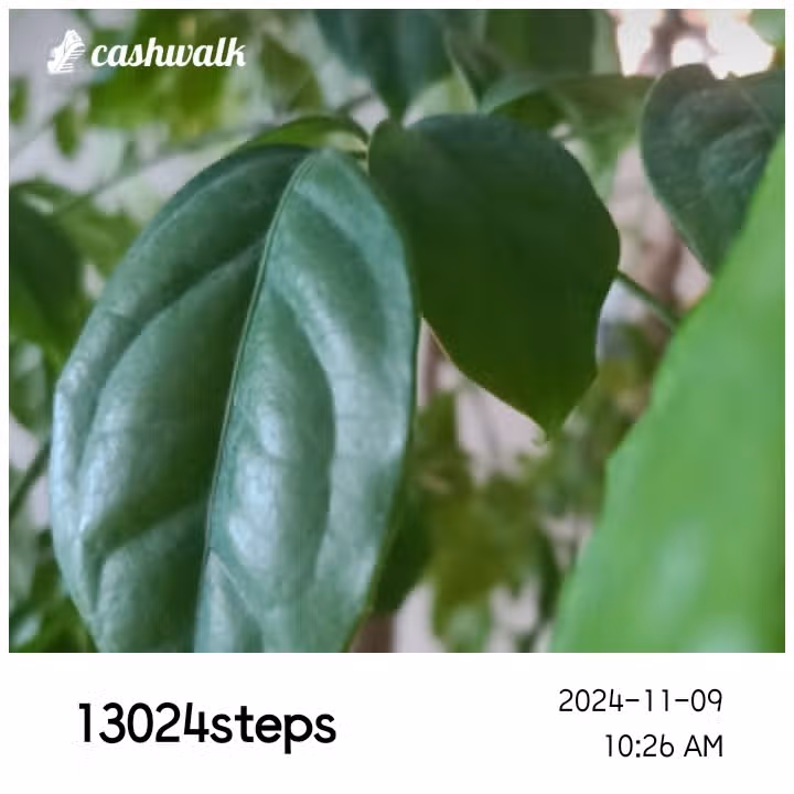 인증