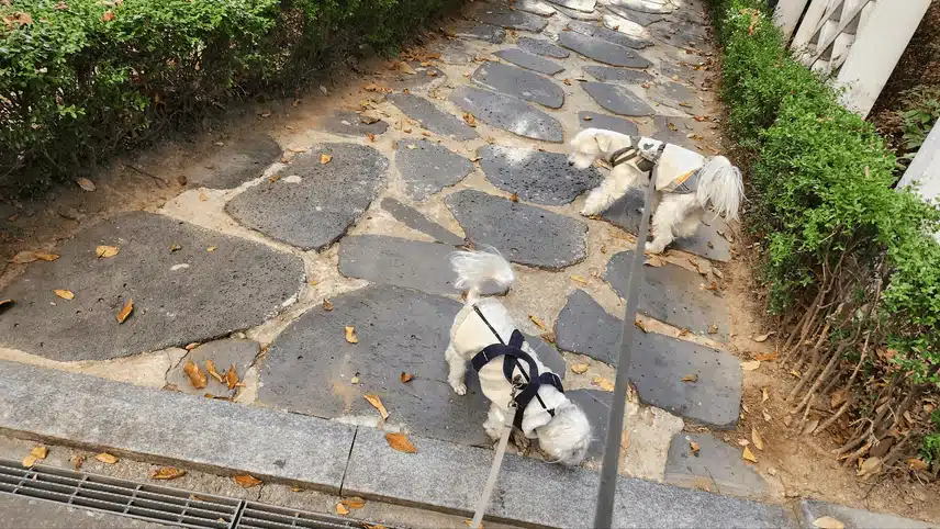 두리와 로니를 산책 하고 들어왔네요